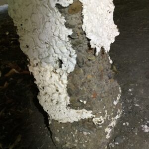 Concrete Stump Fretting