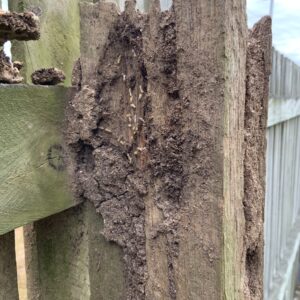 House Termite Inspections Gladstone