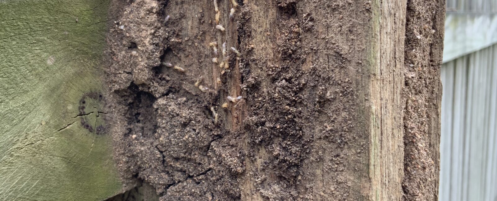 Termite Inspections Gladstone