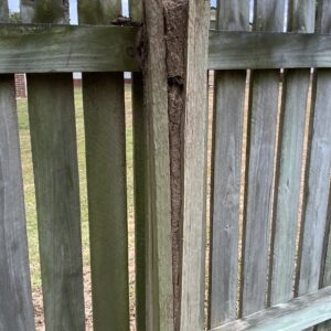 Home Termite Inspections Gladstone