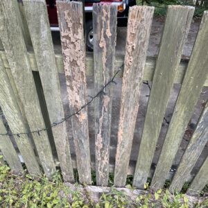 Property Termite Inspections Gladstone