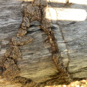 Termites in Log