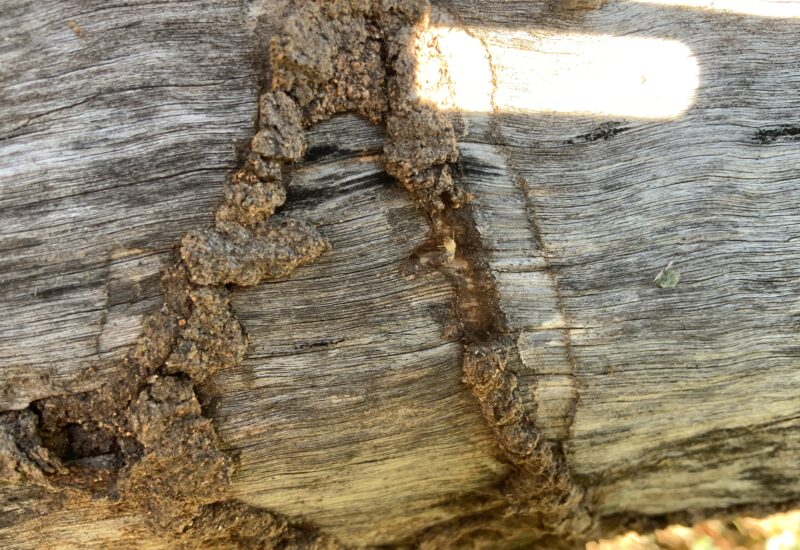 Termite & Pest Inspections Gladstone