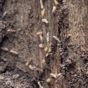 Pre Purchase Pest Inspections Gladstone