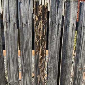 Building Termite Inspections Gladstone